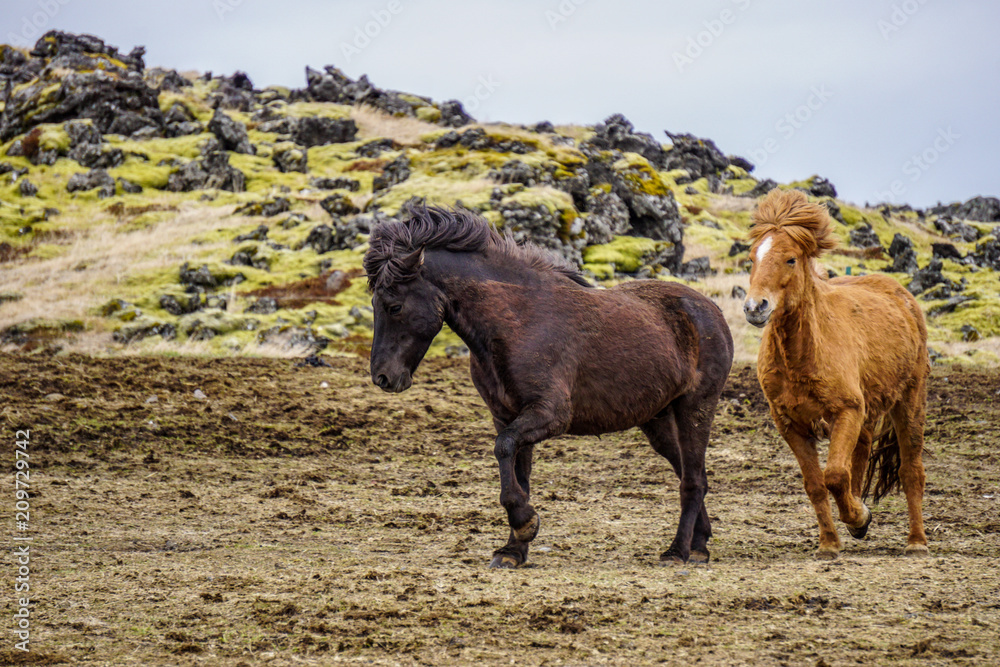 Fototapeta premium Icelandic horses in Hellisandur town
