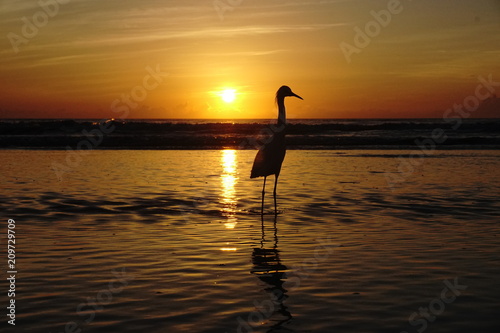 Vogel beim Sonnenuntergang