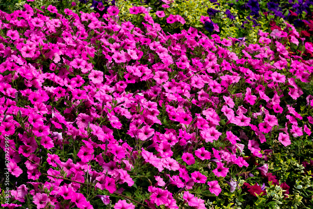 Colorful summer flowers on a garden. Floral background