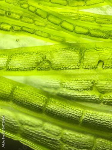 zoom micro organism algae cell photo