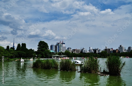 Shinobazunoike pond at Ueno Park, Tokyo, Japan  photo