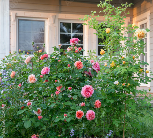 English Roses garden, pink, yellow and orange colors outside a country house. Scandinavian style. Latvia