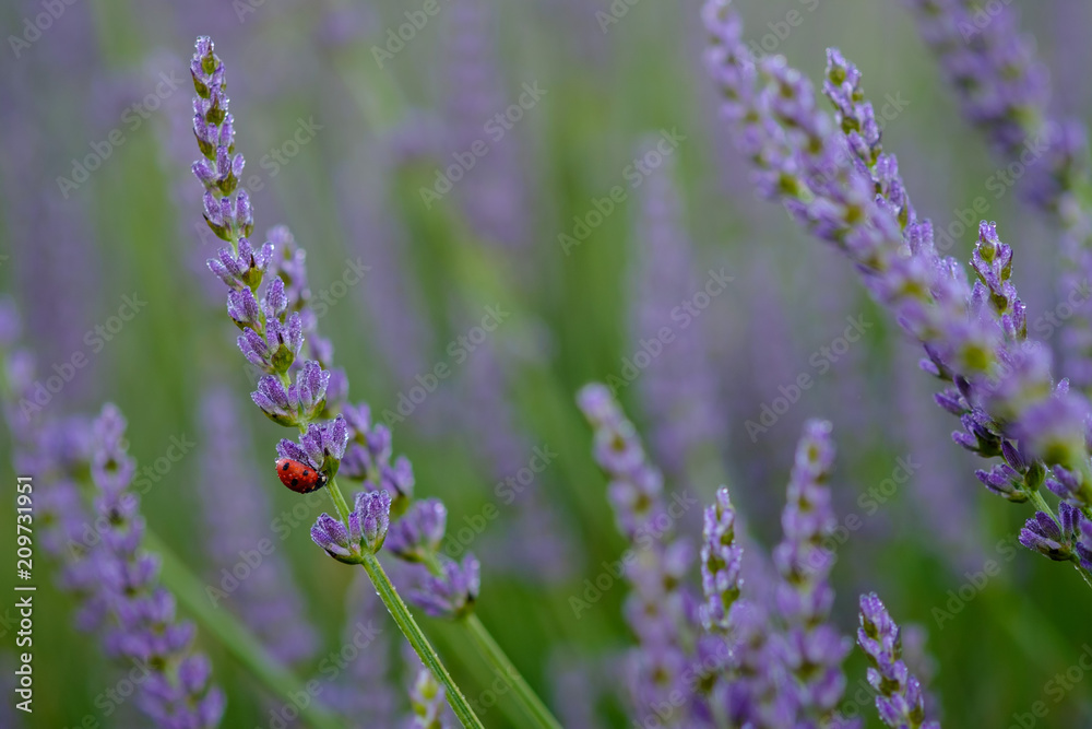 Une coccinelle sur les boutons floraux de lavande, gros plan. Une coccinelle sur les boutons floraux de lavande, gros plan.