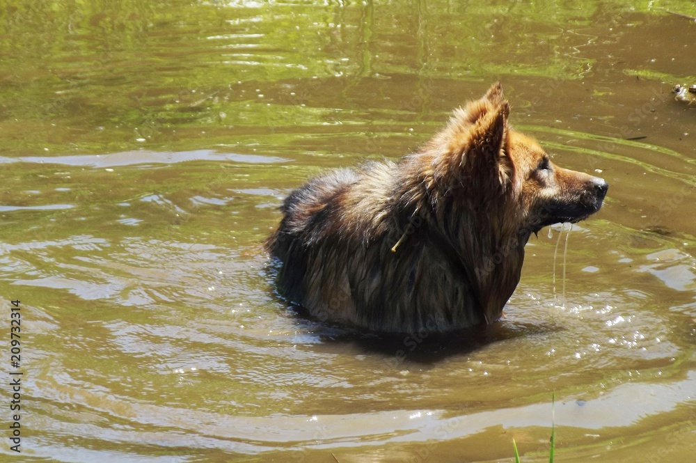 Shaggy dog swimming in the lake.Hot summer day. Shaggy dog swimming in the lake.Hot summer day.