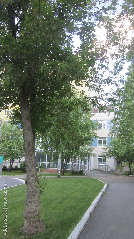 деревья в больничном городке