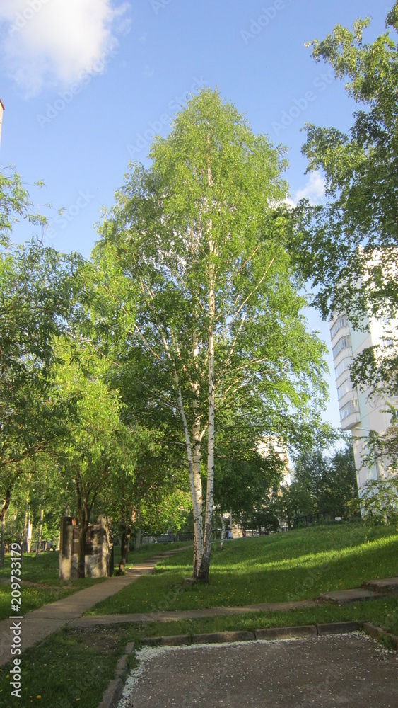Naklejka premium деревья в больничном городке