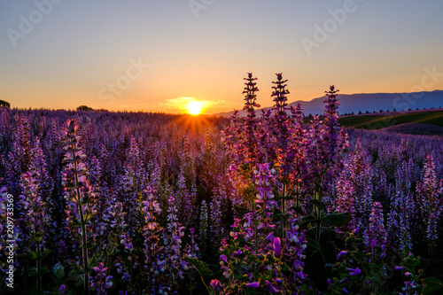 Champ de sauge sclarée, lever de soleil. Valensole, Provence, France. 