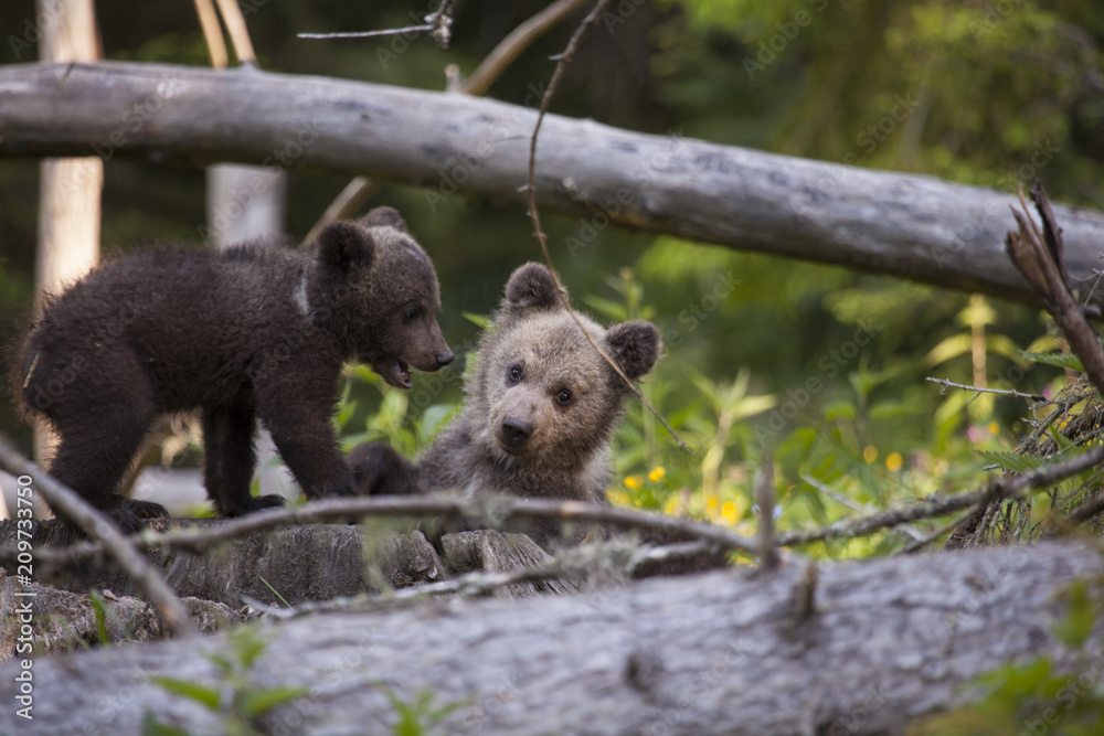 bear cubs having fun