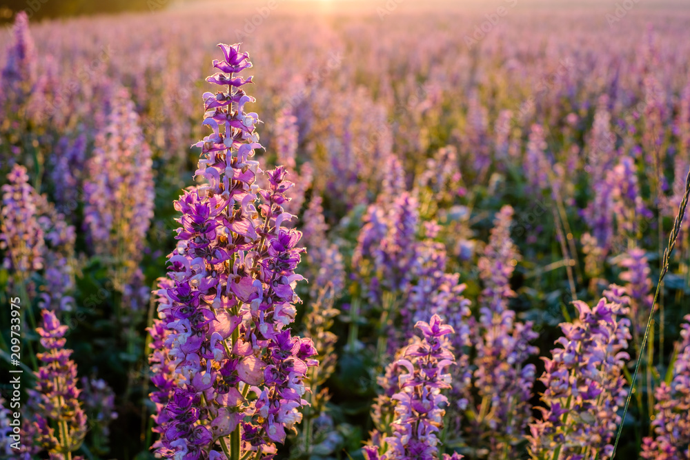 Champ de sauge sclarée, lever de soleil. Valensole, Provence, France.