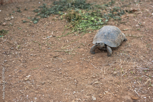 Photo of the turtle on the land