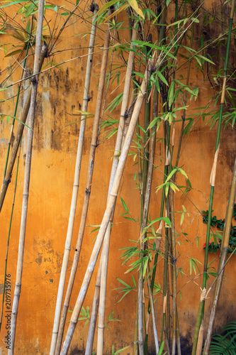 Abstract photo of bamboo plant