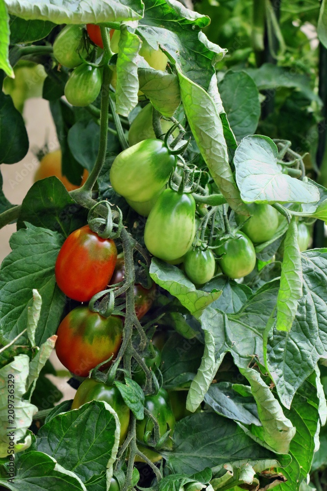 Tomates sur plants