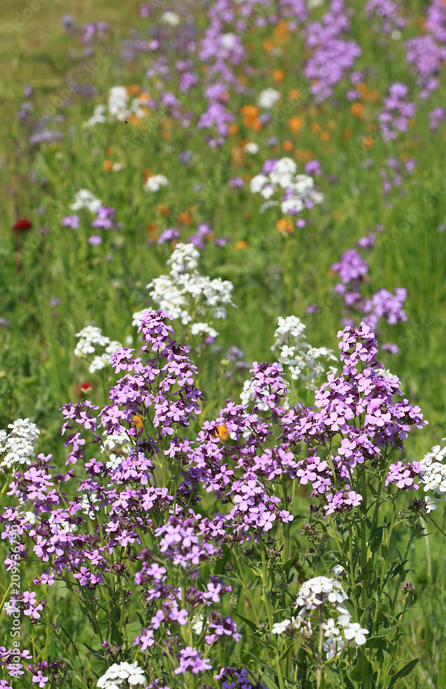 Erysimum 'Bowles Mauve' en jachère