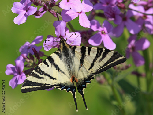 Papillon Flambé sur des fleurs d'Erysimum photo