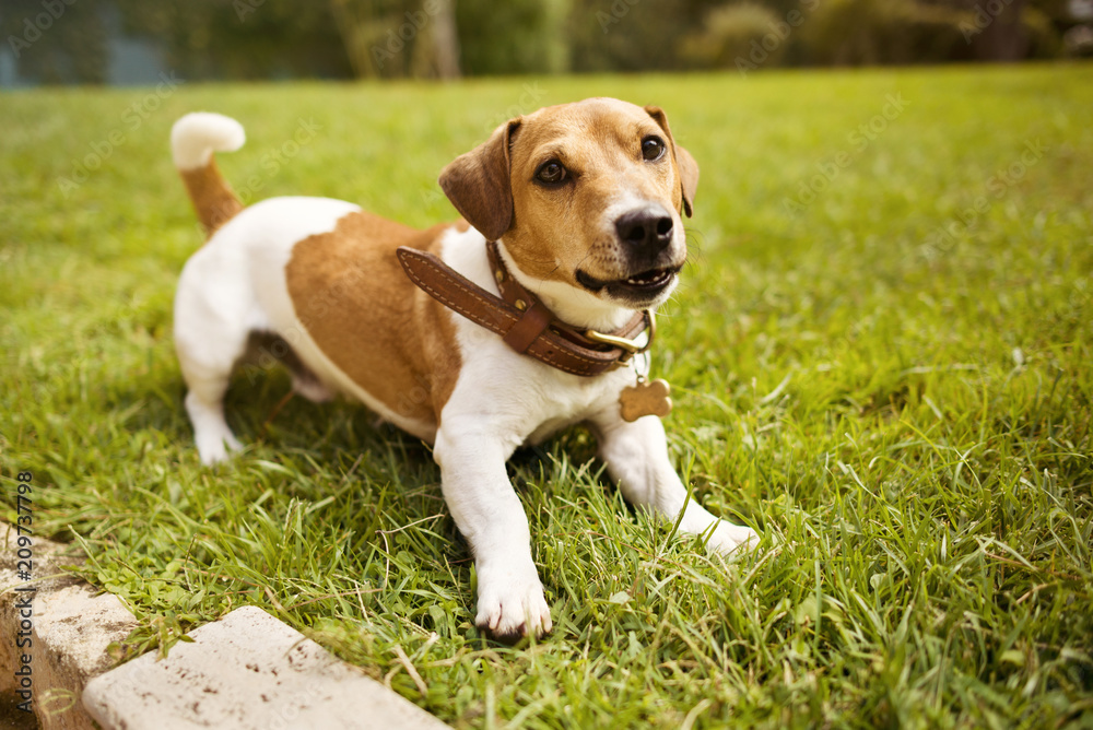 Jack russell terrier in collar smiling on grass