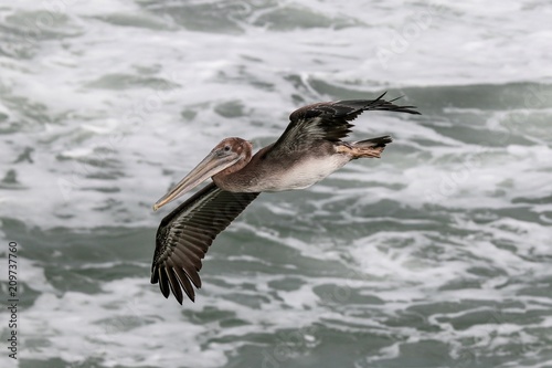 American Brown Pelican flying over the ocean 