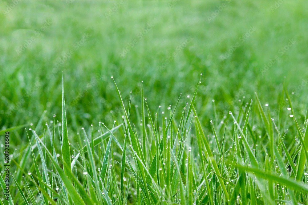 closeup of grass blades with water drops after rain with blurred background and copy space closeup of grass blades with water drops after rain with blurred background and copy space