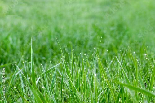 closeup of grass blades with water drops after rain with blurred background and copy space