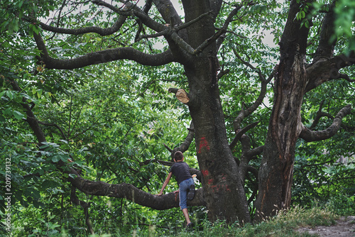 Young child blond boy climbing tree