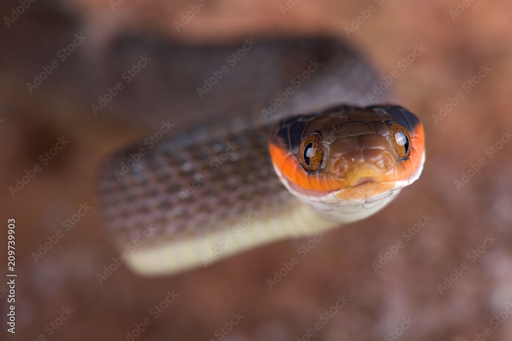 Naklejka premium Red-lipped Snake (Crotaphopeltis hotamboeia)