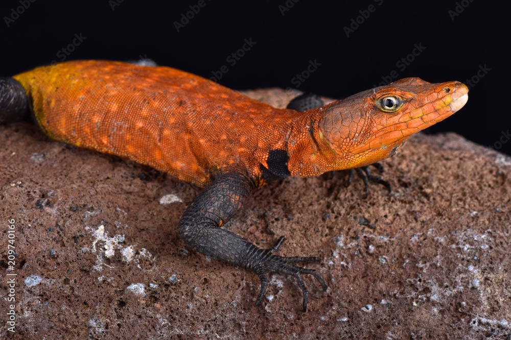 Naklejka premium Emperor flat lizard (Platysaurus imperator)