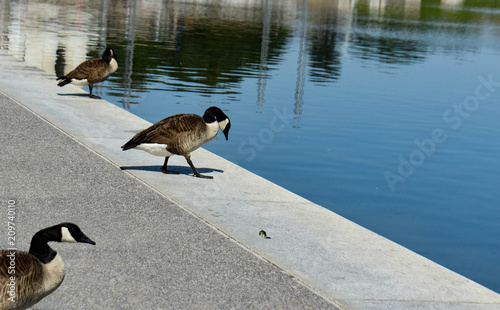 Goose by the reflecting pool in DC