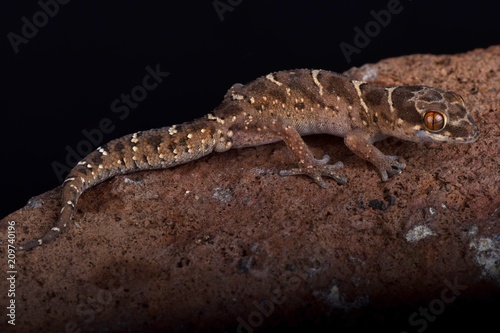 Van Son's thick-toed gecko (Pachydactylus vansoni) photo