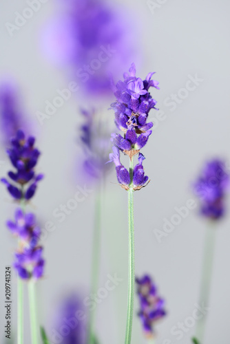 Lavendel