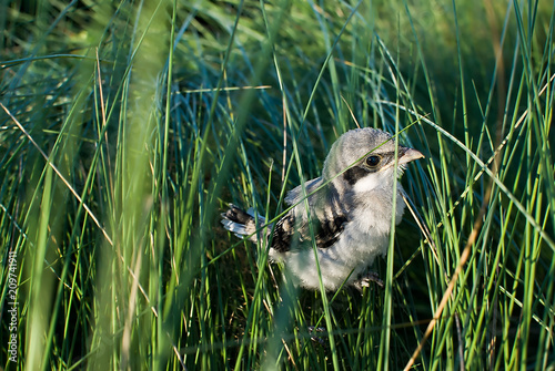Εκτύπωση καμβά Baby Loggerhead shrike (Lanius ludovicianus), in spanish: Alcaudón americano, a passerine bird