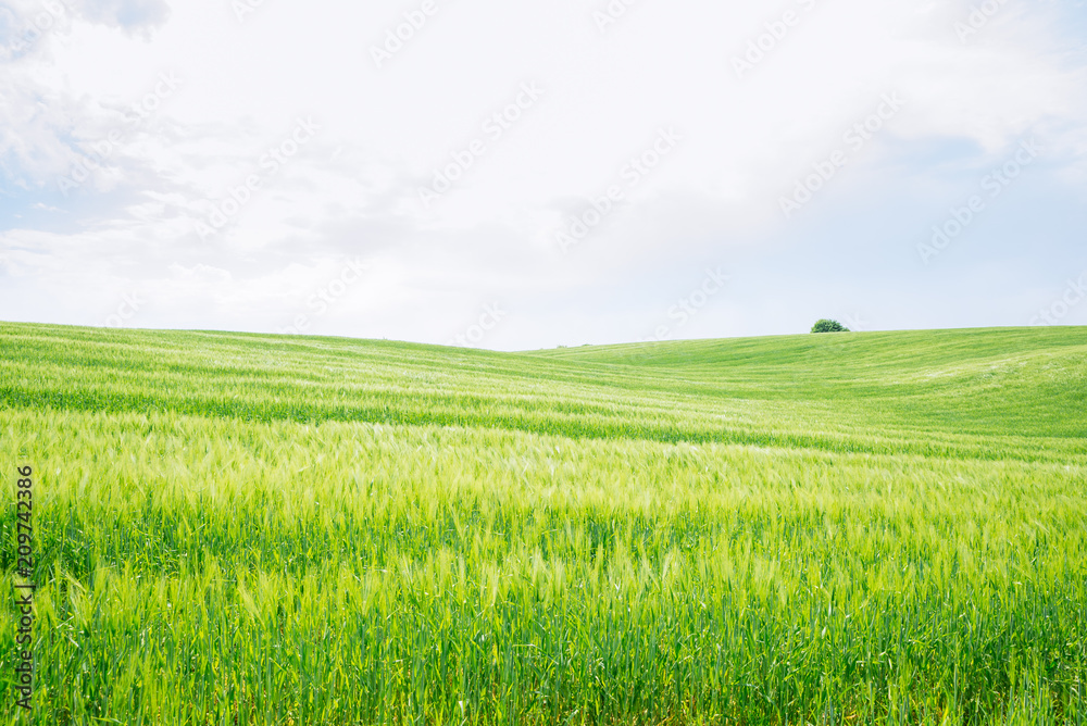 beautiful view of green barley filed. copy space beautiful view of green barley filed. copy space