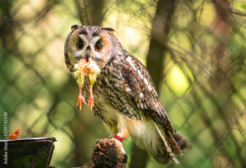 Junger Uhu mit Beute Nahaufnahme Eule