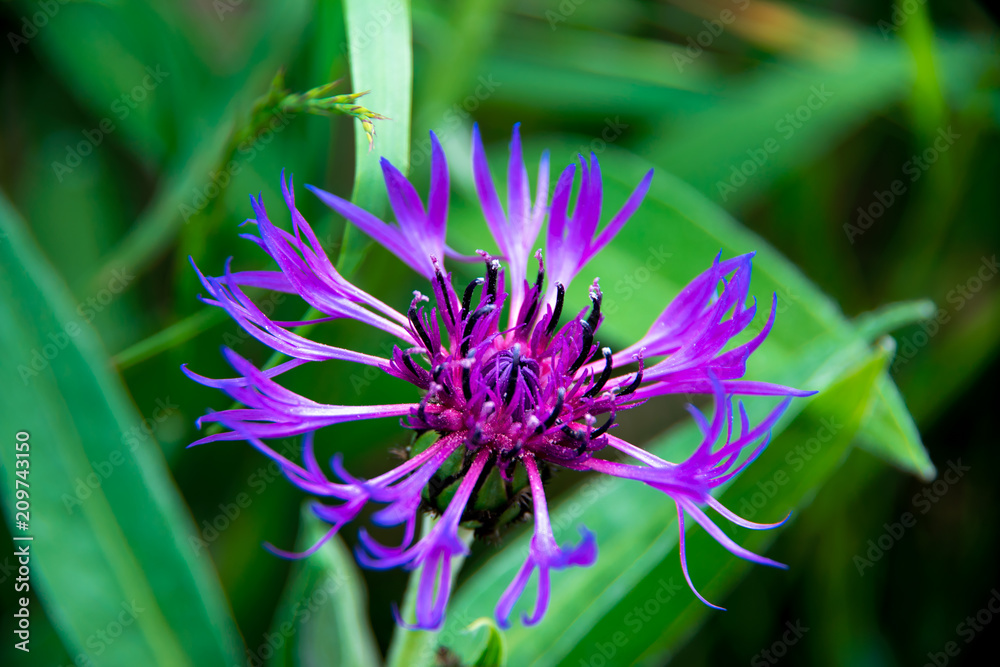 Focus on mountain bluet flower Focus on mountain bluet flower