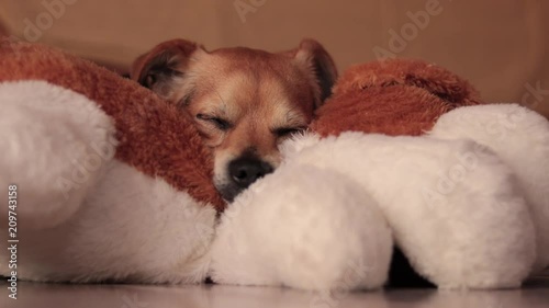 Cane dorme rilassato su peluche. Sogna e si rilassa