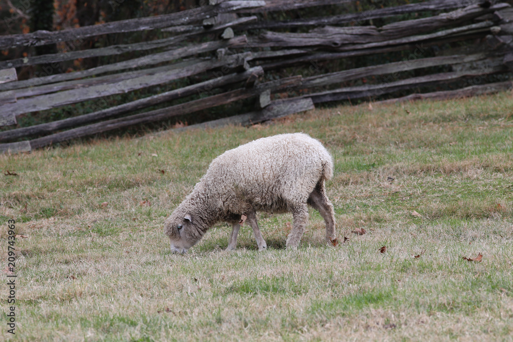 Obraz premium Sheep
