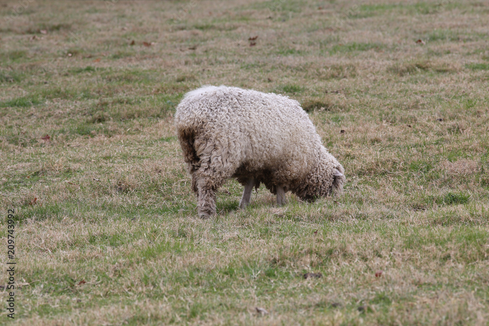 Obraz premium Sheep