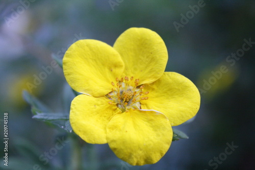 Yellow Flower