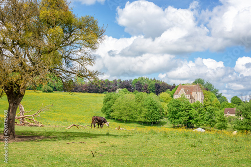 Cow grazing in a meadow, old manor in the background, French countryside landscape in Perche province, France