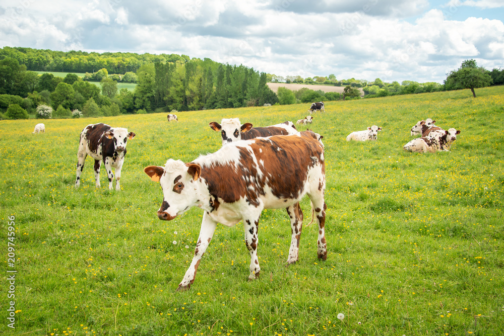 Brow and white cows grazing on grassy green field in Perche, France. Summer countryside landscape and pasture for cows