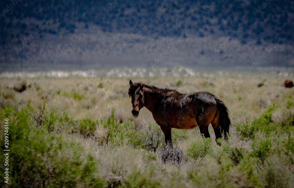Wild mustangs near Dobie Meadows Road in Mono County, California Wild mustangs near Dobie Meadows Road in Mono County, California