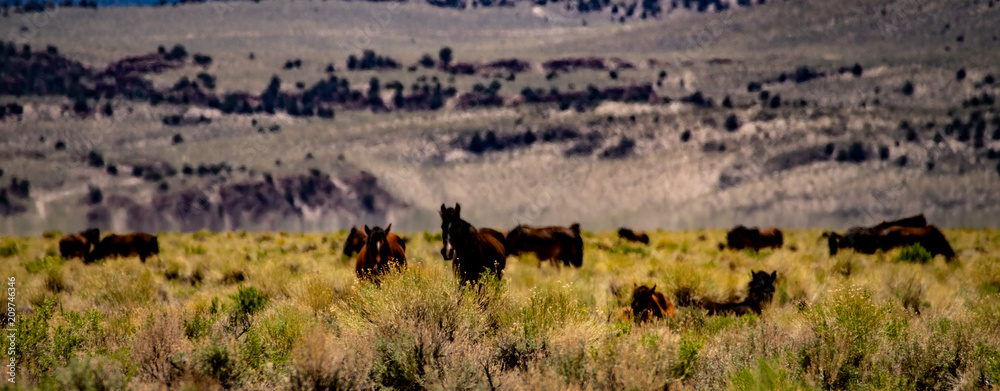 Wild mustangs near Dobie Meadows Road in Mono County, California Wild mustangs near Dobie Meadows Road in Mono County, California