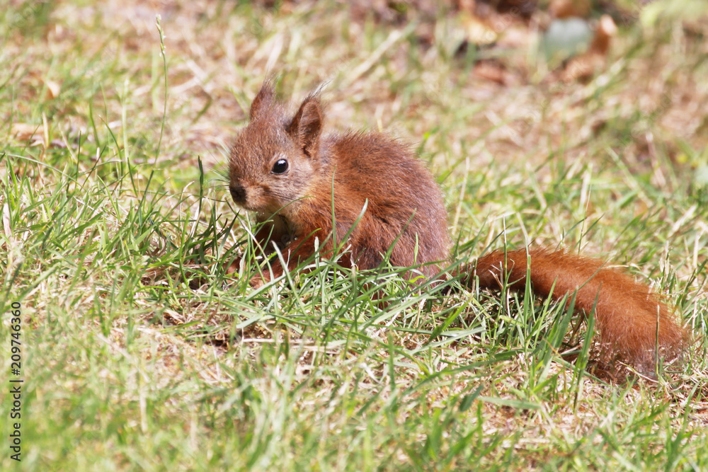 young and small european squirrel (Sciurus vulgaris) young and small european squirrel (Sciurus vulgaris)