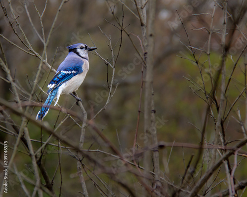 Proud Blue Jay in a tree © Jeffery