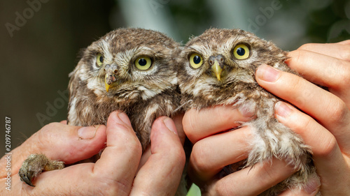 little owl © Katrien Buysse