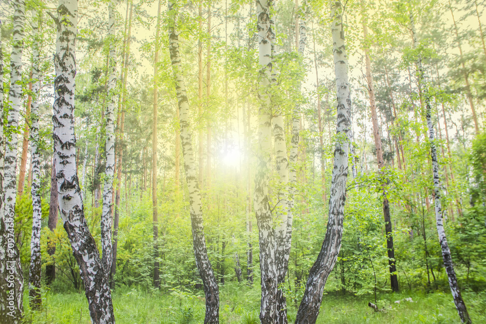 Naklejka premium summer birch forest