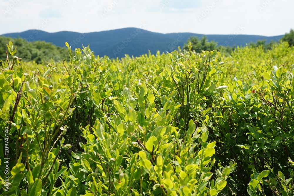 Obraz premium Bieszczady Mountains in Poland