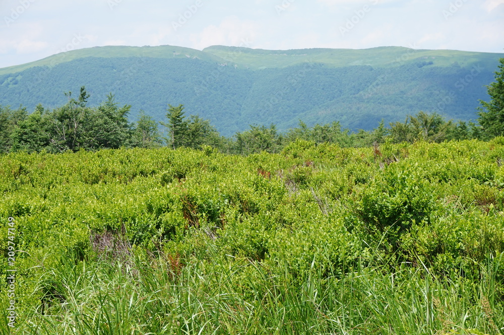 Fototapeta premium Bieszczady Mountains in Poland