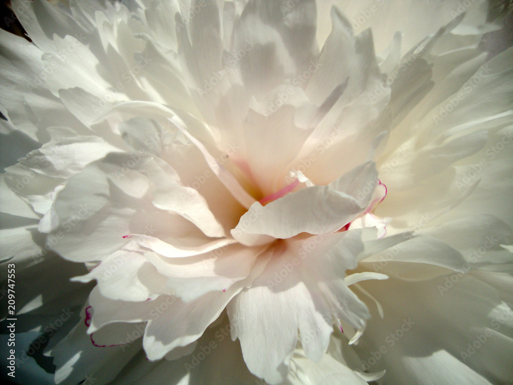 pale pink peony in the sun light