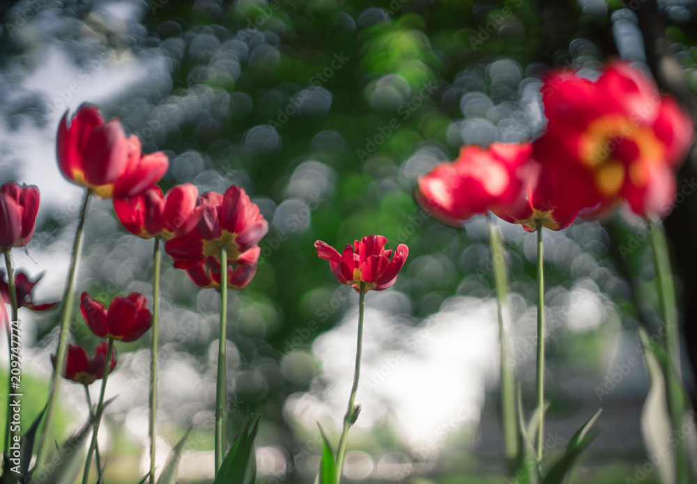 Obraz premium tulip, flower, spring, tulips, nature, purple, pink, garden, flowers, green, field, floral, beauty, blossom, bloom, plant, beautiful, flora, color, park, petal, colorful, red, summer, season