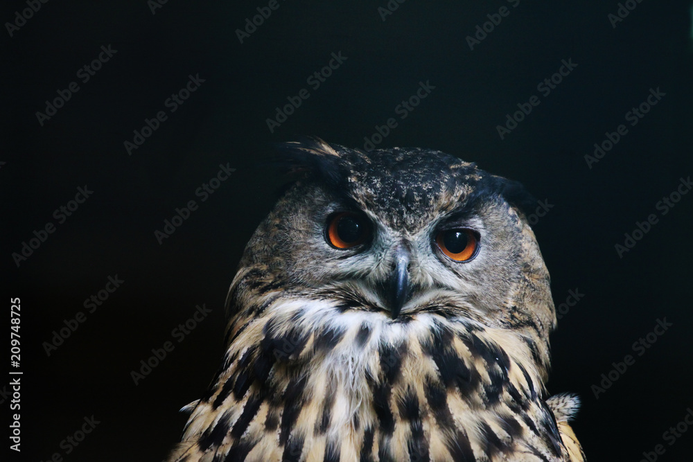 Fototapeta premium puszczyk (strix aluco) na czarnym tle