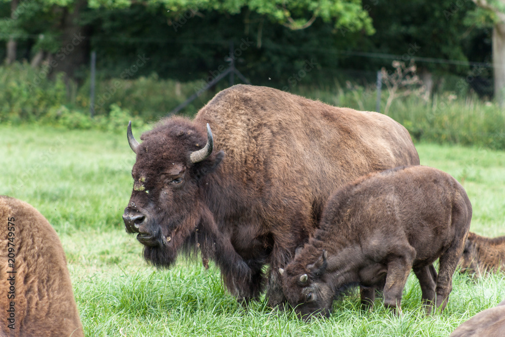 Bison Bison